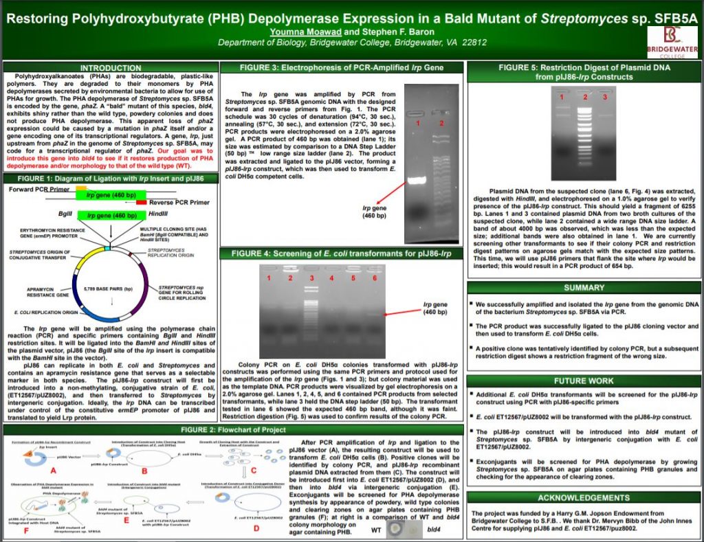 Presentation of Restoring Expression of the Polyhydroxybutyrate (PHB) Depolymerase Gene in a Bald Mutant of Streptomyces sp. SFB5A